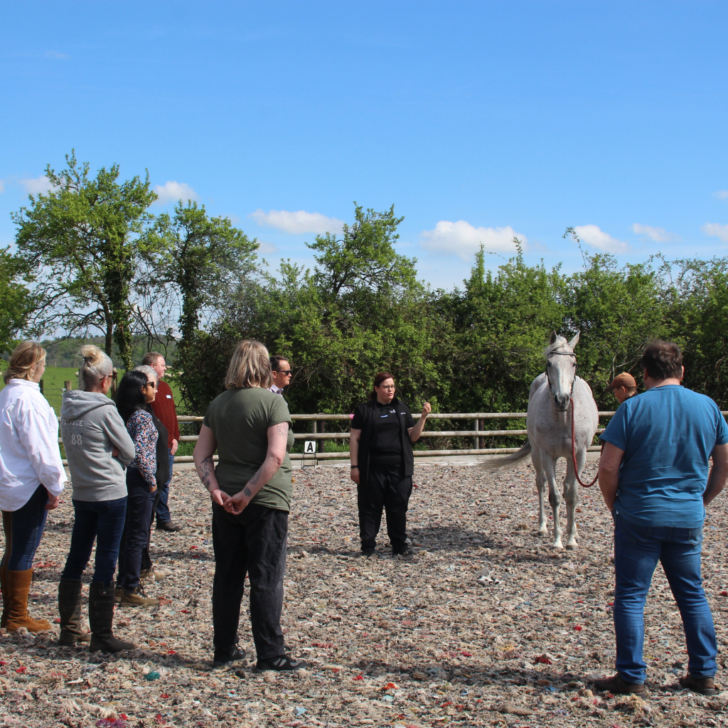 a group of people standing around a white horse