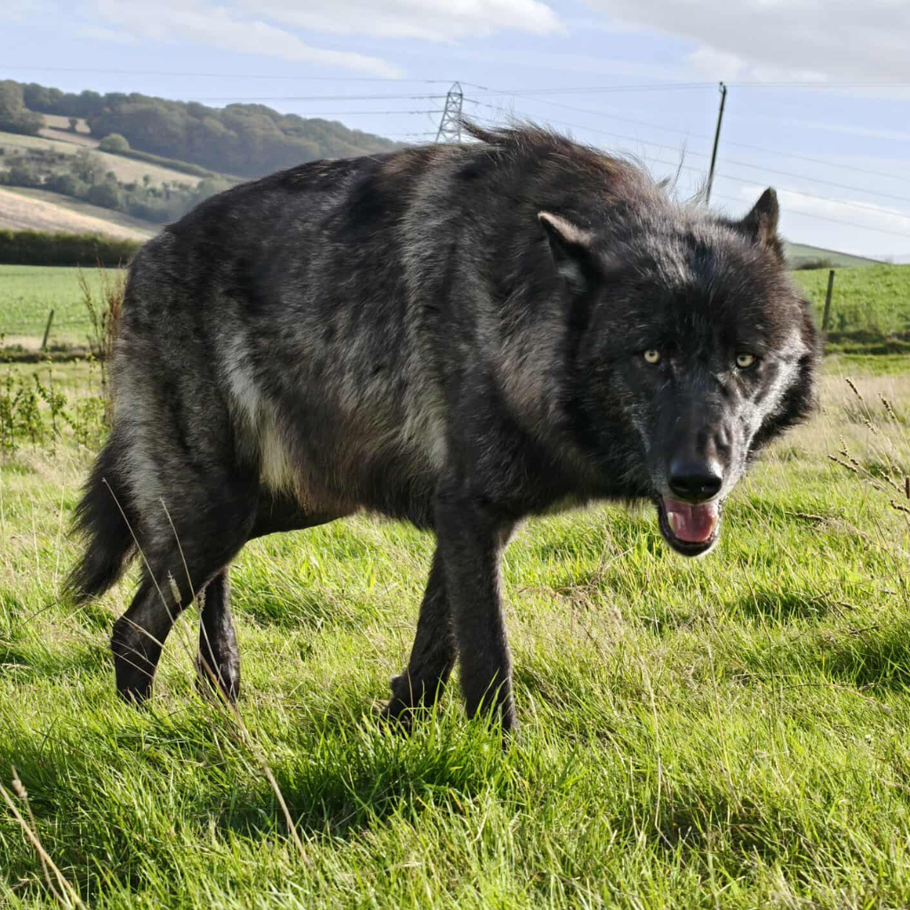 a black wolf on a hill looking at the camera